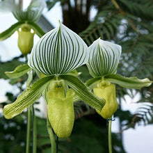 Japanese-Style Cypripedium Slipper Orchid Seeds for colorful blooms in the Balcony