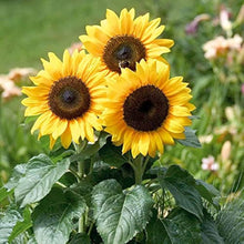 Indoor Exotic Sunflower Seeds (Helianthus annuus) prized for potted Plants