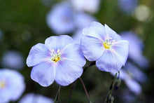 Organic Blue Flax Seeds prized for flowers