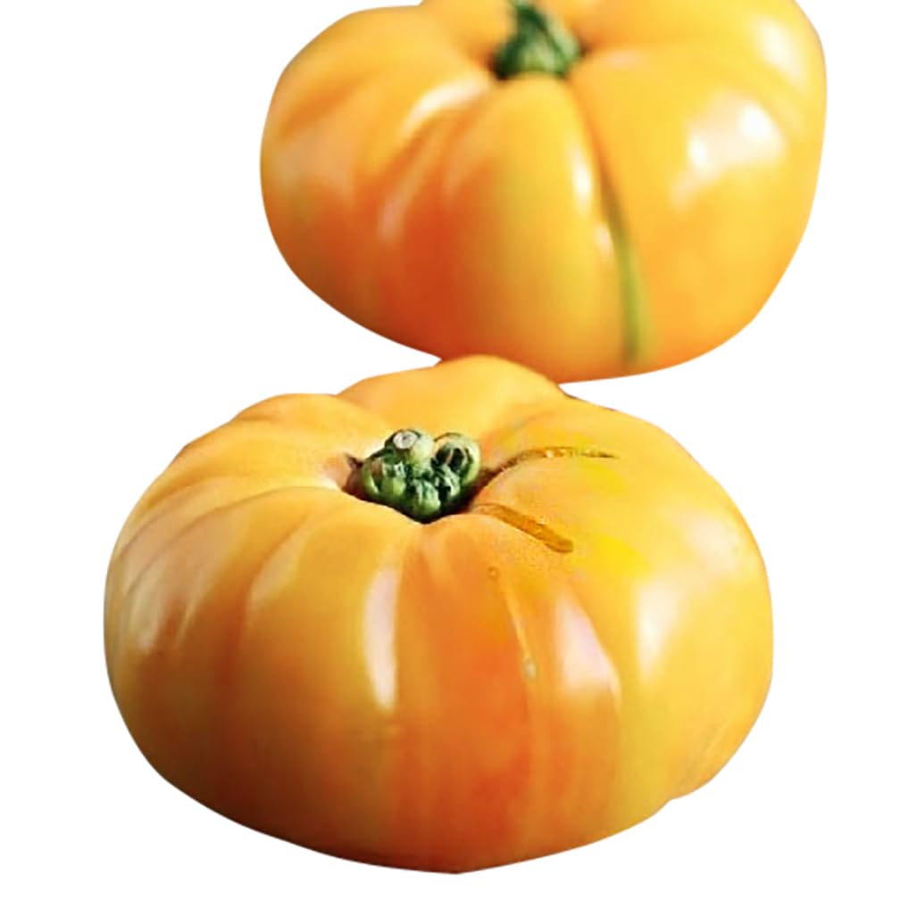 Yellow (Carrot Seeds – Golden Heirloom Carrots with Sweet Crunchy Texture) for planting in garden