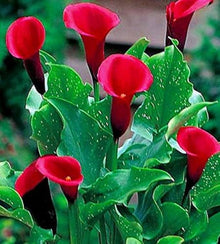 Rare Red-Edged Black Calla Lily Seeds for a lasting display in the Balcony & Pot Garden Planting