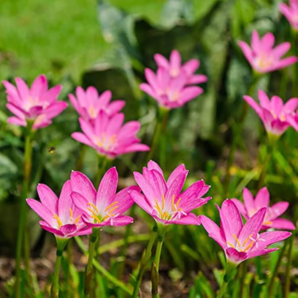 Lily Flower ��������� Lilium spp. ��������� for planting in pink green garden