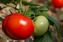 Organic Silex tomato seeds (Solanum lycopersicum) for home and garden planting