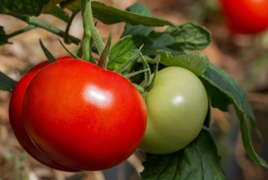 Organic Silex tomato seeds (Solanum lycopersicum) for home and garden planting