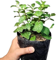 Aromatic Plant Seeds for cooks growing their own fresh herbs