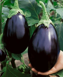 Rare Melon Eggplant Seeds for growers stocking a kitchen garden