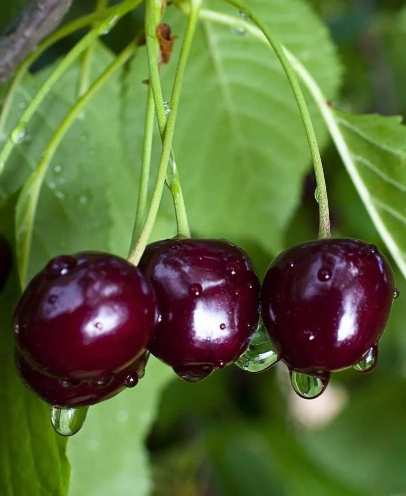 Cherry Harvest for planting in home garden.