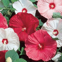 Giant Hibiscus Mixed Colors Hardy Seeds for a colorful addition to any planting