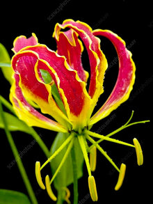 Gloriosa Lily Seeds (Gloriosa superba) for a lasting display in the Flower Bed