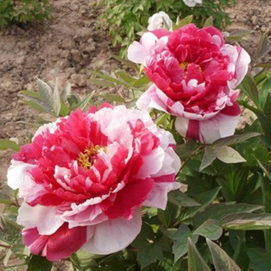 Rare Rainbow Camelia Flower Seeds for Uncommon, Colorful Blooms