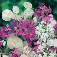 Mix Honesty Lunaria Biennis Seeds for growers filling out the Flower Bed & Wildflower Garden
