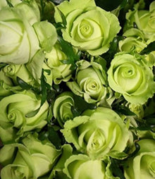 Green Rose Seeds for gardeners building out beds and borders