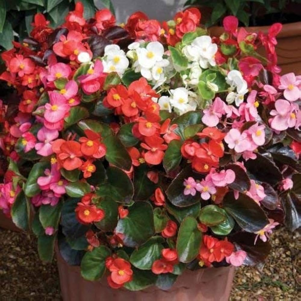 White Begonia ��������� Begonia semperflorens ��������� for planting in containers and flower beds