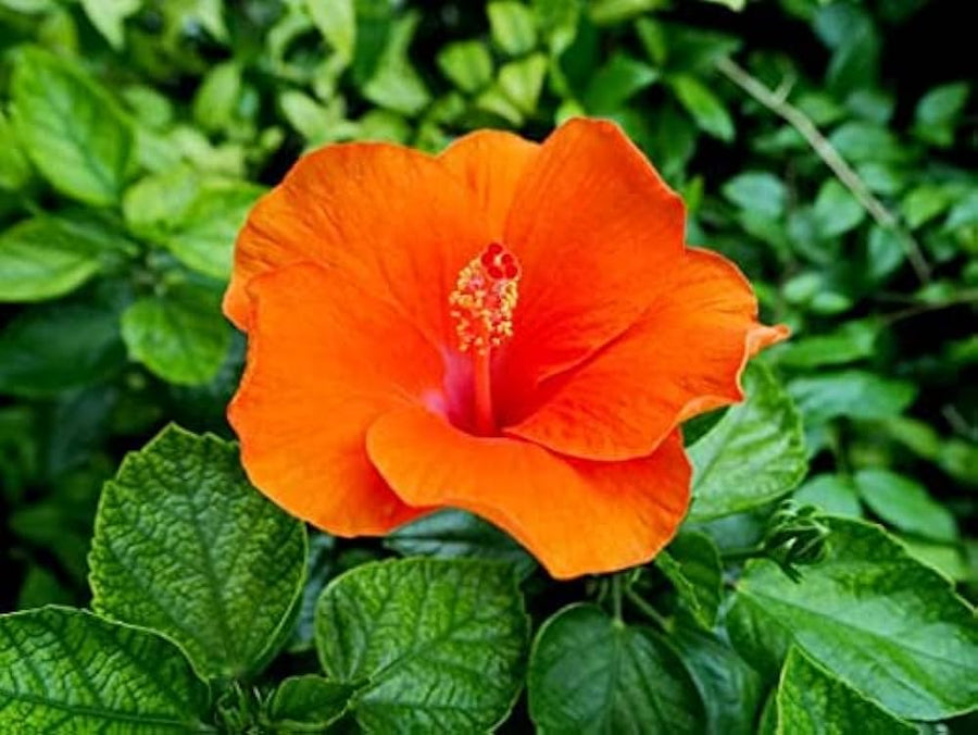 Hibiscus Hibiscus Rosa-Sinensis Bright Pink Orange Flower Seeds for Planting – Suitable for Home Garden and Patio Pots