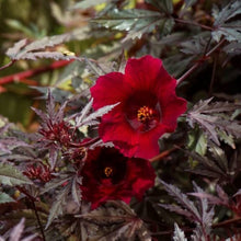 Cranberry Hardy Crush Hibiscus Seeds (Hibiscus moscheutos) for growers filling out the flower beds and water gardens