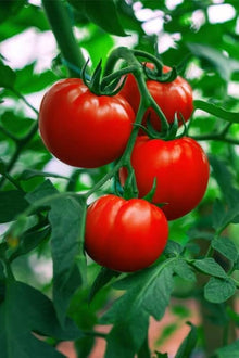 Mercato Gulf State Tomato Seeds for growers stocking a kitchen garden