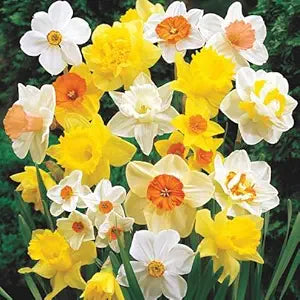 Daffodil Narcissus Pseudonarcissus Mixed Flower Seeds for Planting – Ideal for Spring Gardens and Outdoor Landscaping