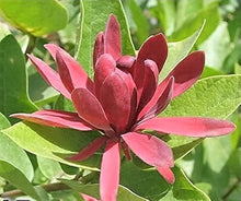 Calycanthus Floridus Seeds for growers filling out the Flower Bed