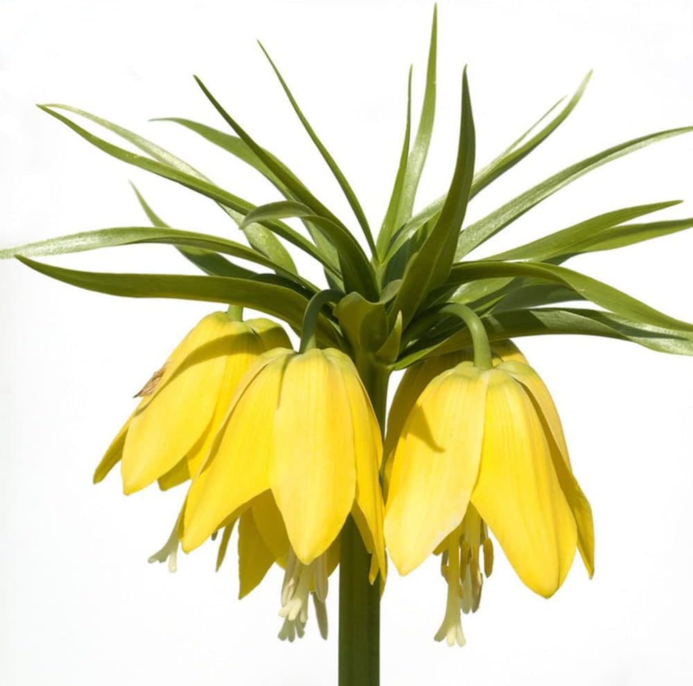 Yellow Fritillaria (Fritillaria imperialis) bonsai seeds for planting in garden