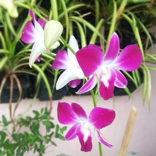 Dendrobium Orchid Seeds for gardeners building out beds and borders