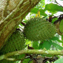 Soursop Tree Seeds for long-term planting in the yard