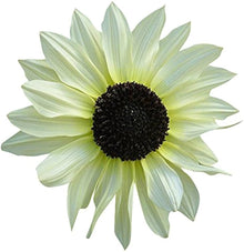 Italian White Sunflower Seeds for gardeners building out beds and borders