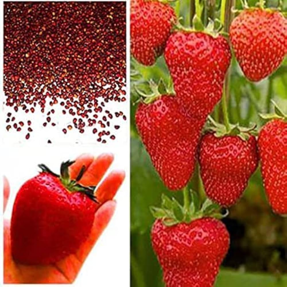 Black Strawberry (Fragaria × ananassa) for planting in fruit garden