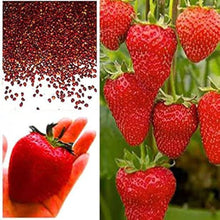 Black Strawberry (Fragaria × ananassa) for planting in fruit garden