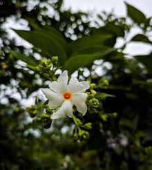 Night Blooming Jasmine Seeds (Cestrum nocturnum) for growers seeking a long-blooming display