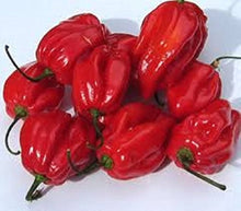 Caribbean Red Hot Pepper Seeds (Capsicum chinense) for productive rows in the fiery, hot peppers in kitchen and outdoor gardens