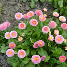 Daisy Seeds for growers seeking a long-blooming display