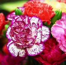 Carnation Seeds (Dianthus caryophyllus) for a bright addition to the indoor pots and vertical gardens