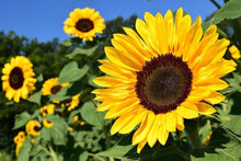 Sunflower Helianthus Annuus Seeds known for backyard Pollinator Attraction