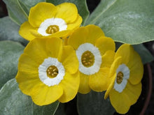 Primrose Seeds (Primula spp.) for a bright addition to the Flower Bed & Home Garden