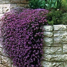 Plant Seeds (AUBRIETA x cultorum) for growers seeking a long-blooming display
