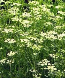 Cumin Herb Seeds for growers seeking a long-blooming display