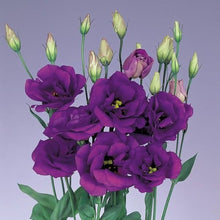 Lisianthus Eustoma Grandiflorum Purple Flower Seeds for Planting – Best for Cut Flower Gardens and Backyard Beds