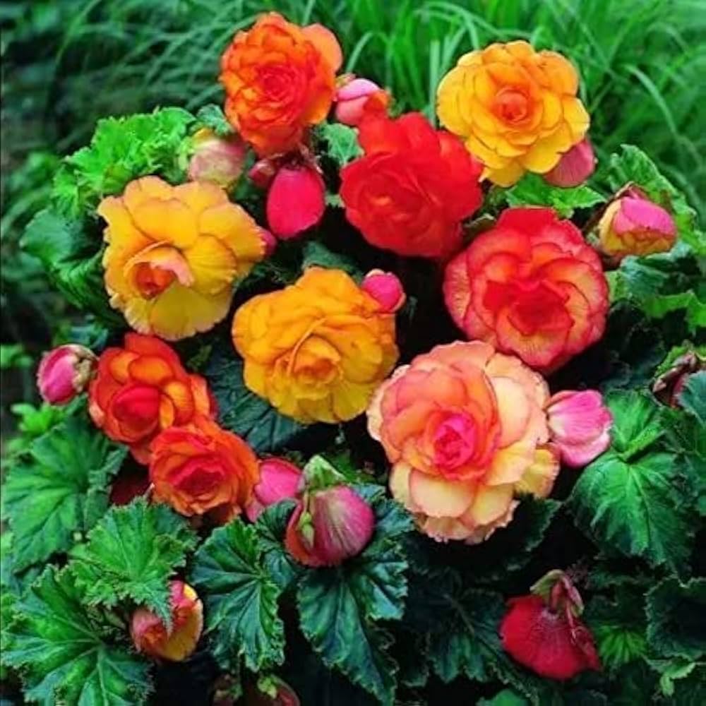 Mixed Begonia Begonia spp. for planting in flower bed