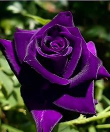 Purple White Rose Shrub Seeds (Rosa species) for a lasting display in the Perennial Garden Planting