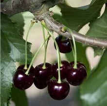 Cherry Prunus Avium Sweet Black Tartarian Seeds prized for home Seasonal Harvest