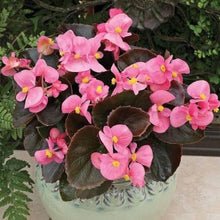 Begonia Seeds for a colorful addition to any planting