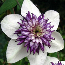Mixed Clematis Seeds (Clematis spp.) for growers seeking a long-blooming display