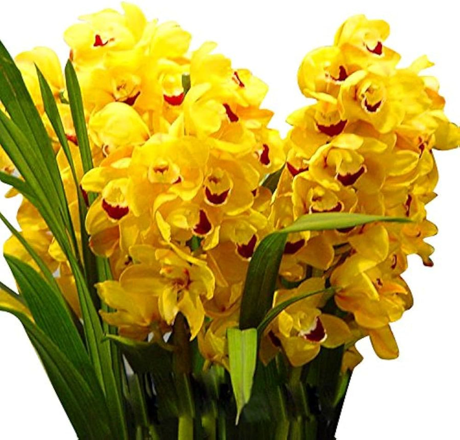 Orchid Phalaenopsis Aphrodite Yellow Goddess Flower Seeds for Planting – Orchid Seeds for Indoor Pots and Decorative Use