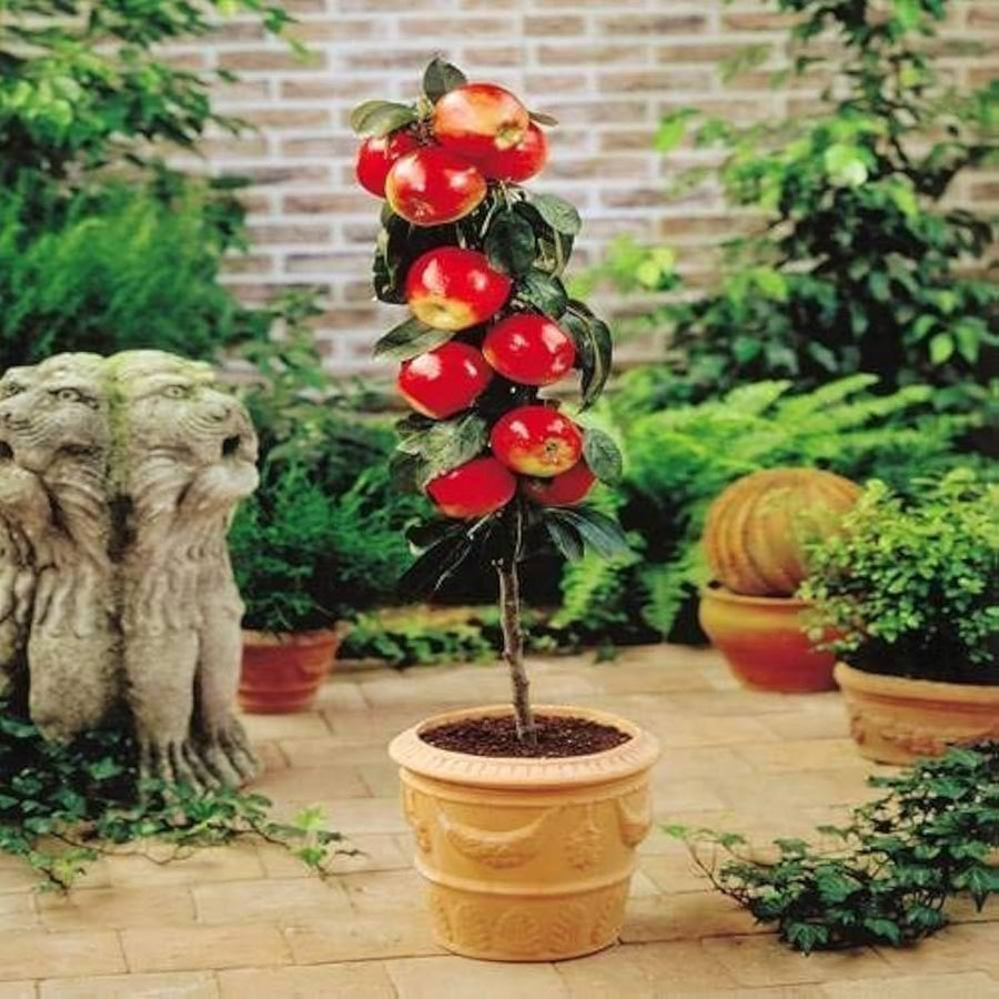 Red (Mini Apple Malus domestica dwarf fruit tree) for planting in garden