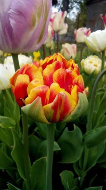 Bonsai Double Tulip Seeds (Tulipa spp.) for long-term planting in the Garden