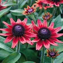 Cherry Brandy Rudbeckia Seeds for growers planting the flower bed