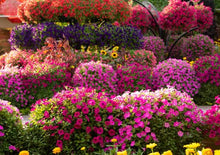 Mixed Color Petunia Flower Seeds for Home & Garden