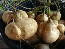 Jicama Seeds (Pachyrhizus erosus) for growers filling out the warm-season kitchen garden or deep containers