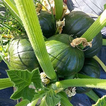 Zucchini Seeds (Cucurbita pepo) for productive rows in the kitchen garden or backyard beds