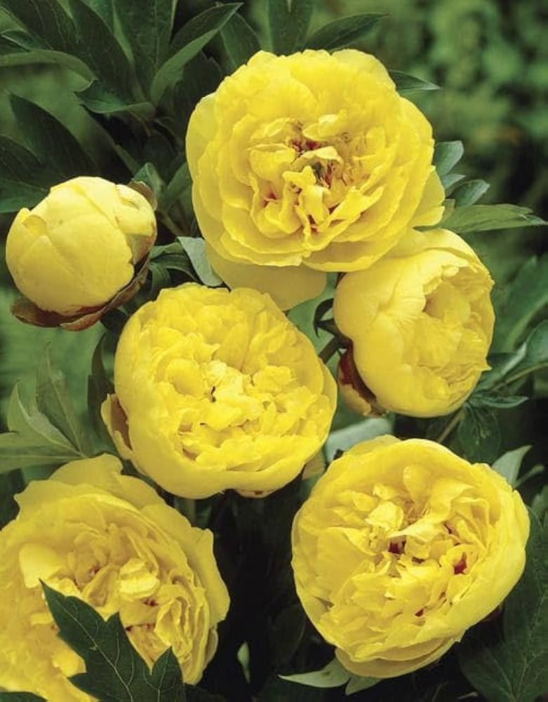 Yellow Sunshine Shrub Peony seeds for ornamental garden